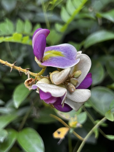 Image of Millettia nitida by no rights reserved