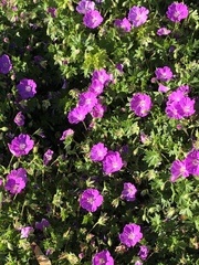 Geranium sanguineum