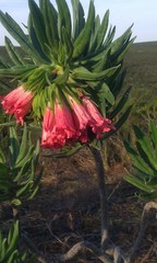 Lobostemon belliformis