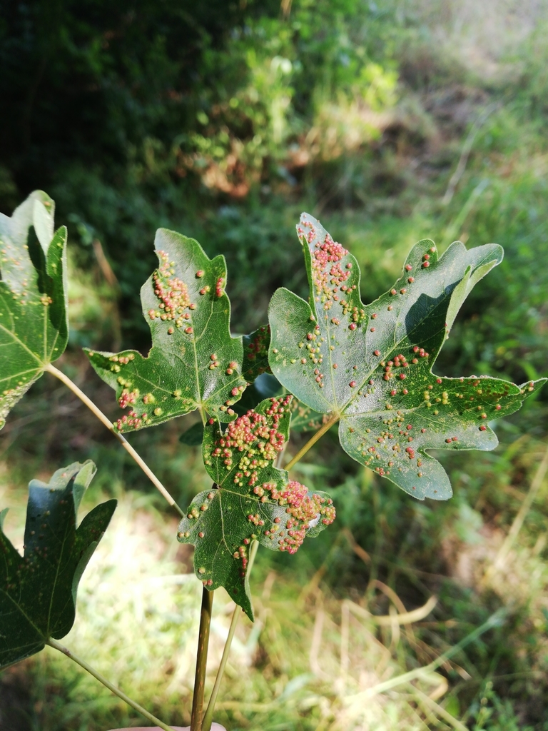 Aceria aceriscampestris