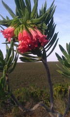 Lobostemon belliformis