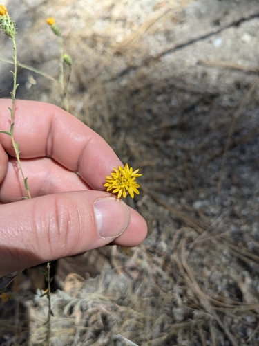 iNaturalist observation photo of Valley Lessingia