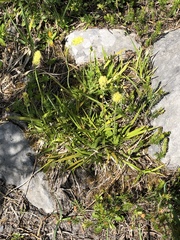 Tofieldia calyculata