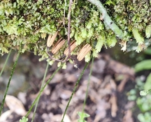 Alniphyllum fortunei observed 2024-08-14
