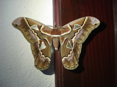 Rothschildia lebeau