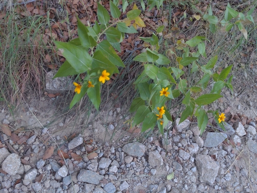 Image of Aldama cordifolia by (c) Bruce Hartman, some rights reserved (CC BY)