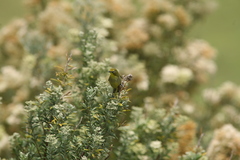 Zosterops virens virens