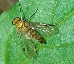 Chrysopilus asiliformis