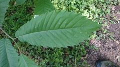 Castanea sativa