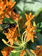 Zethus spinipes spinipes