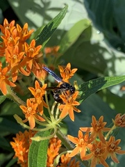 Zethus spinipes spinipes