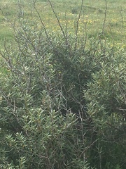 Hippophae rhamnoides
