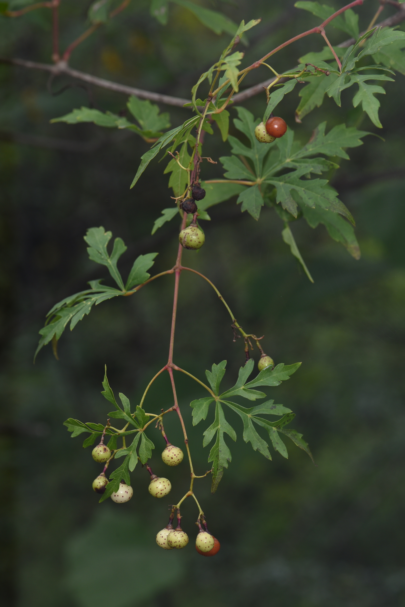 Ampelopsis aconitifolia