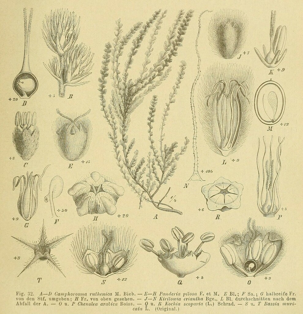 Corynexochida