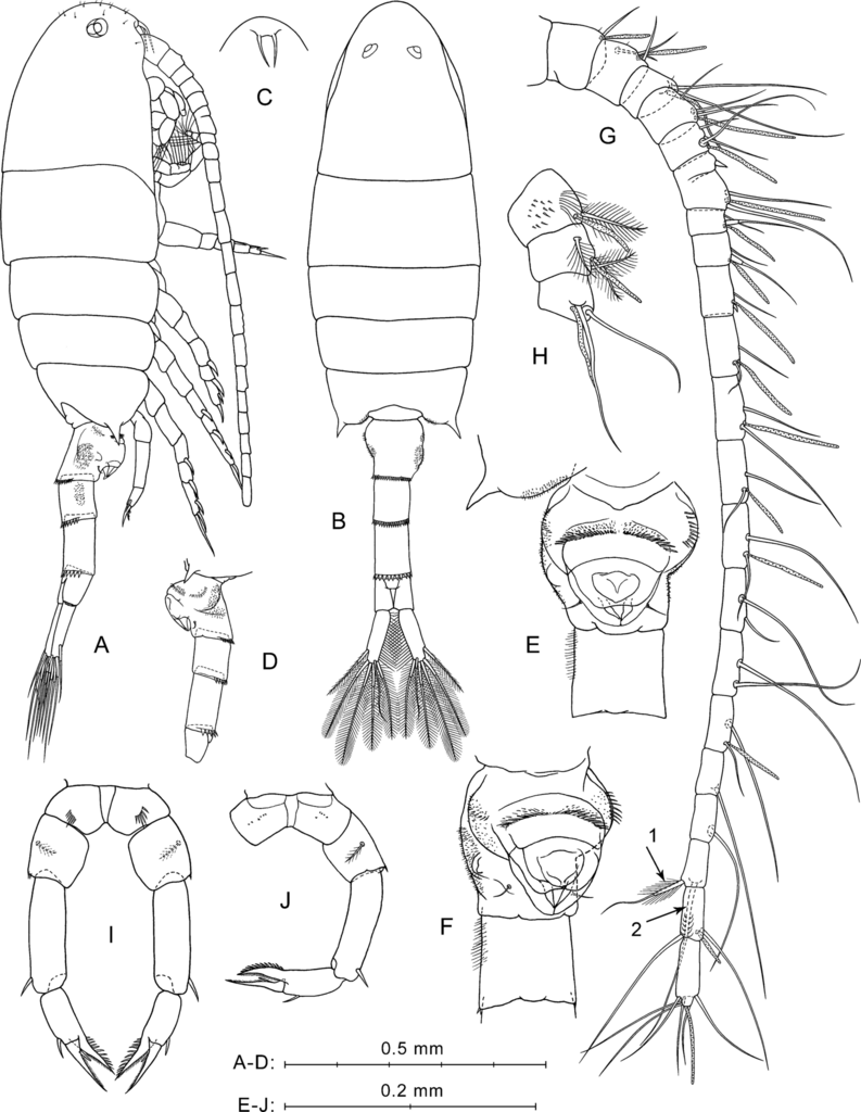 Copepod