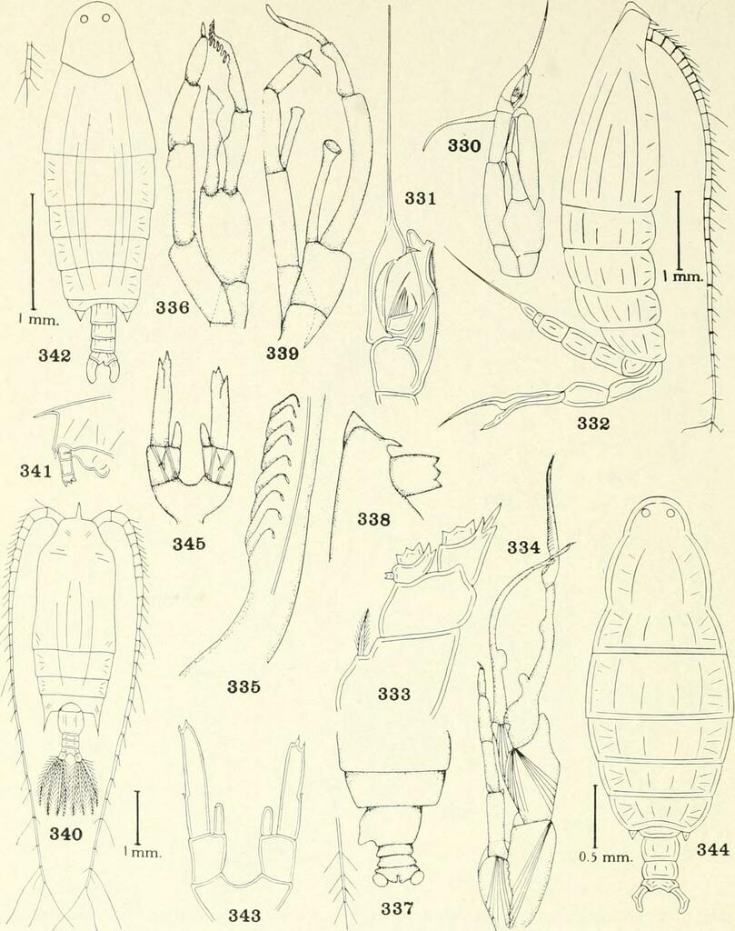 Euchaeta concinna