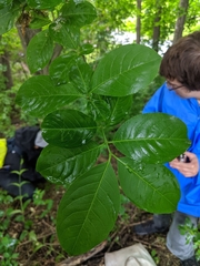 Euonymus hamiltonianus