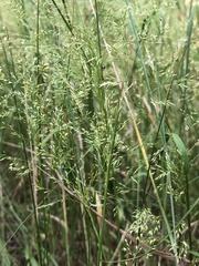 Agrostis vinealis