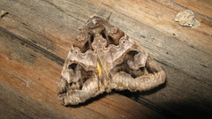 Chrysorithrum flavomaculata