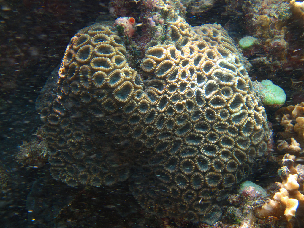 knob coral