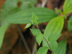 Styrax formosanus
