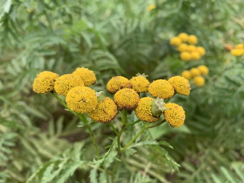 Tansy Flask Gall, Gelderland, NL, photo 8 of 10