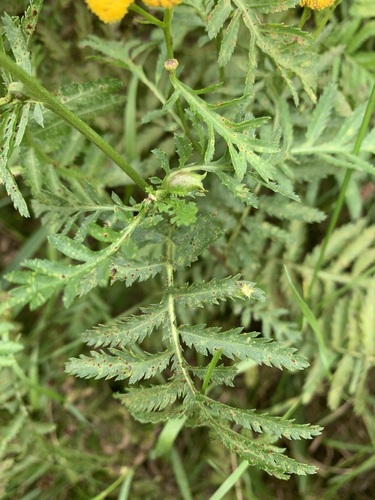 Tansy Flask Gall, Gelderland, NL, photo 10 of 10