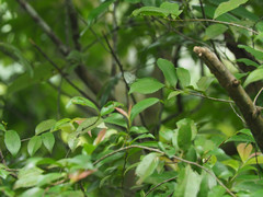 Megisba malaya sikkima