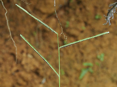 Paspalum orbiculare