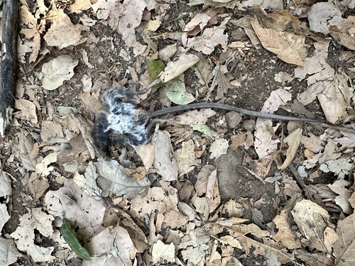 iNaturalist observation photo of North American Deer Mice