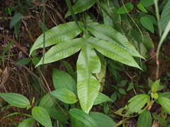 Tectaria harlandii