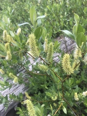 Salix eastwoodiae