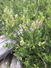 Salix eastwoodiae