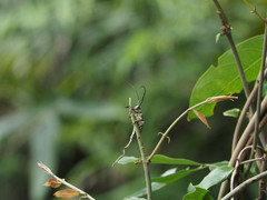 Peblephaeus decoloratus