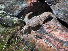 Uta stansburiana stansburiana