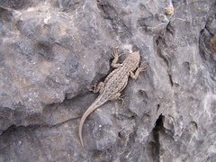 Uta stansburiana stansburiana