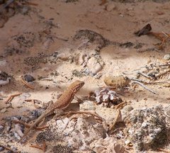 Uta stansburiana uniformis
