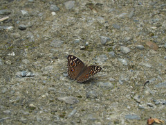 Junonia lemonias aenaria
