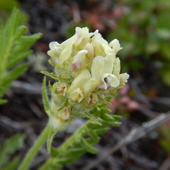 Oxytropis borealis viscida
