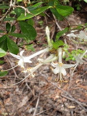 Rhododendron serrulatum