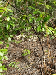 Rhododendron serrulatum
