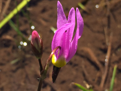 Primula tetrandra