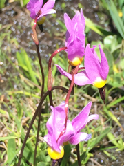 Primula tetrandra