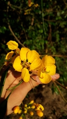 Senna silvestris