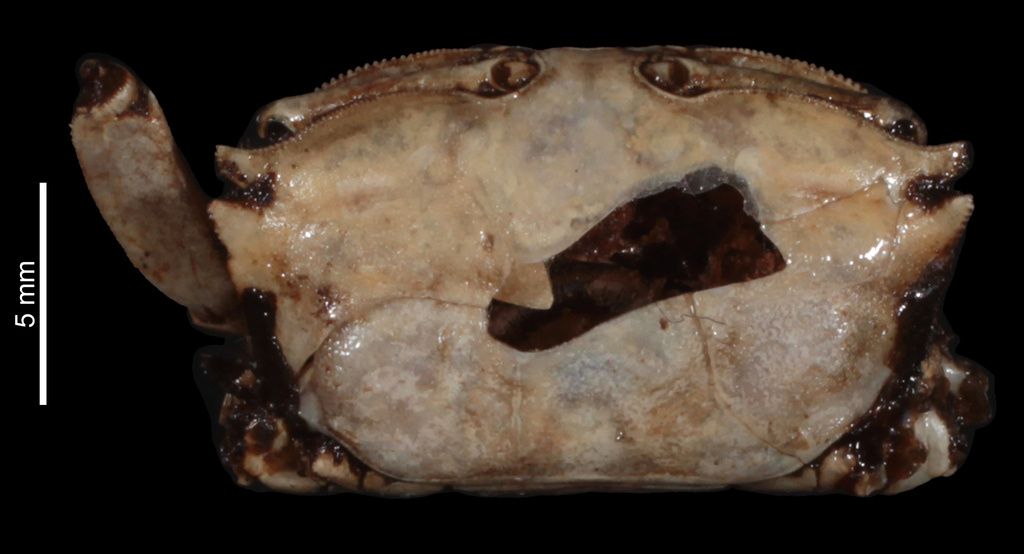 Macrophthalmus laevis