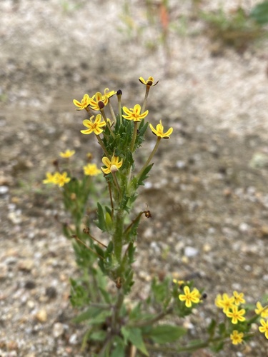 Image of Zaluzianskya divaricata by (c) Simon Tamblyn, some rights reserved (CC BY)