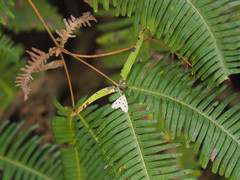 Metaemene atrigutta maculata