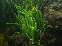 Caulerpa brownii