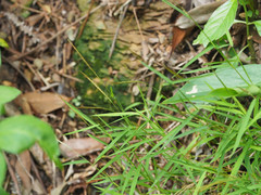 Pogonatherum crinitum