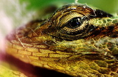 Sceloporus serrifer